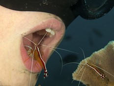 חסילונים מנקים שיניים (צילום: dailymail.co.uk)