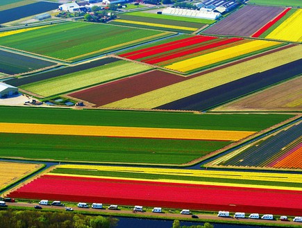 צבעונים בהולנד, שדות בעולם, קרדיט dailymail.co.uk (צילום: www.dailymail.co.uk)