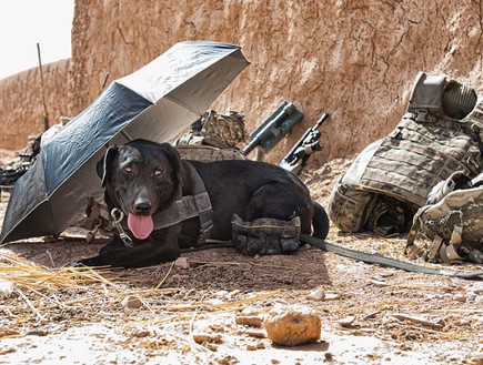 כלב באפגניסטן מהכח הוולשי (צילום: ג'יימי פיטרס, חיל הלוגיסטיקה המלכותי בצבא בריטניה)