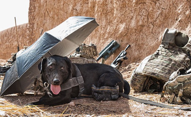 כלב באפגניסטן מהכח הוולשי (צילום: ג'יימי פיטרס, חיל הלוגיסטיקה המלכותי בצבא בריטניה)