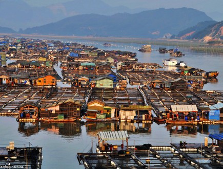 בתי עץ, ערים על הים בסין (צילום: dailymail.co.uk)