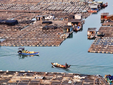 דייגים, ערים על הים בסין (צילום: dailymail.co.uk)