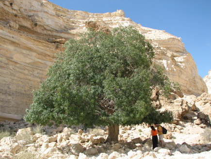 טיולי סתיו, האלה בעין עבדת, צילום יוחאי כורם (צילום: יוחאי כורם)