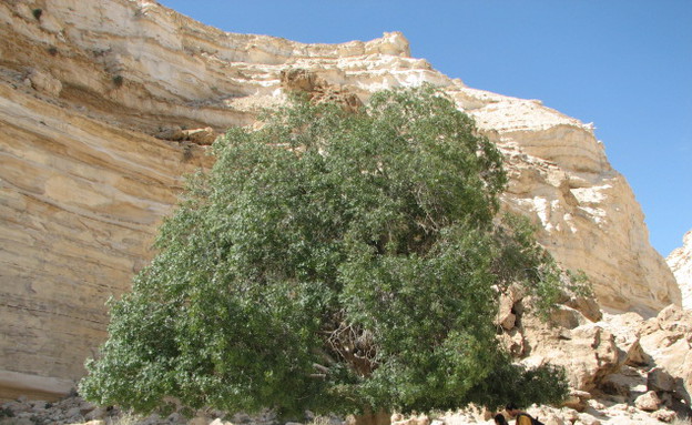 טיולי סתיו, האלה בעין עבדת, צילום יוחאי כורם (צילום: יוחאי כורם)