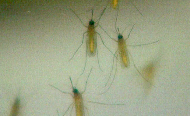 עקיצת יתוש ששינתה חיים (צילום: חדשות 2)