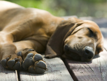 גור כלבים ישן (צילום: Don Stevenson, Thinkstock)