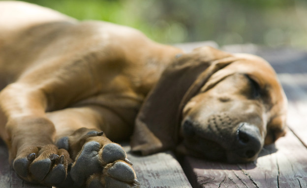 גור כלבים ישן (צילום: Don Stevenson, Thinkstock)