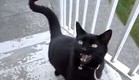חתול שר (צילום: youtube.com)