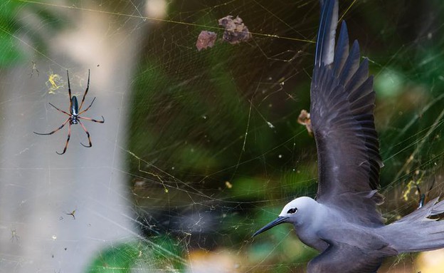 קוזין, סיישל, תמונות טבע (צילום: © Isak Pretorius/ Wildlife Photographer of the Year)