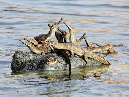 , תמונות טבע, תנינה גאביאלית, הודו (צילום: © Udayan Rao Pawar/ Wildlife Photographer of the Year)