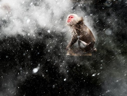 ג'יגוקודאני, יפן, תמונות טבע (צילום: © Jasper Doest/ Wildlife Photographer of the Year)