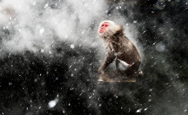 ג'יגוקודאני, יפן, תמונות טבע (צילום: © Jasper Doest/ Wildlife Photographer of the Year)