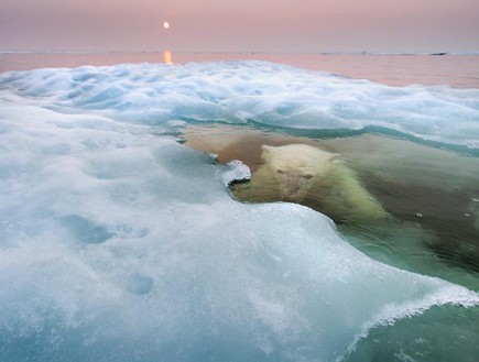 הדסון ביי, קנדה, תמונות טבע (צילום: © Paul Souders/ Wildlife Photographer of the Year)