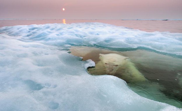 הדסון ביי, קנדה, תמונות טבע (צילום: © Paul Souders/ Wildlife Photographer of the Year)