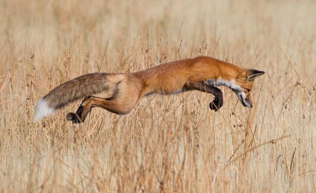 יילוסטון, וייומינג, תמונות טבע (צילום: © Connor Stefanison/ Wildlife Photogrpaher of The Year)