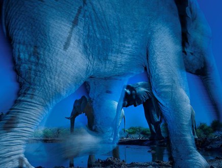 עדר פילים בבוצואנה, תמונות טבע (צילום: Greg du Toit/ Wildlife Photographer of the Year )