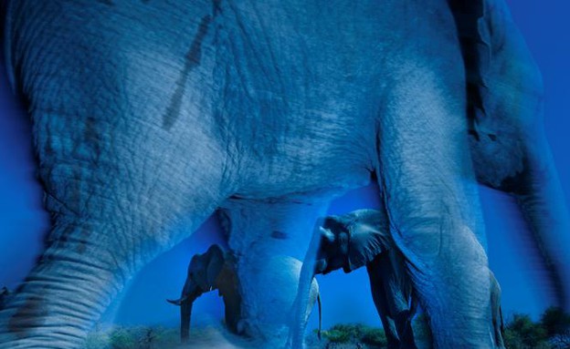 עדר פילים בבוצואנה, תמונות טבע (צילום: Greg du Toit/ Wildlife Photographer of the Year )