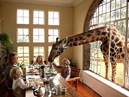 ארוחה עם ג'ירפה, מלון ג'ירפות (צילום: mymodernmet.com)