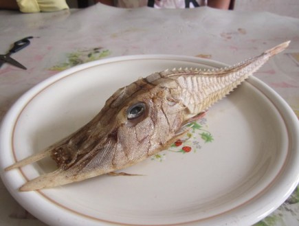הדג הכי מפחיד בעולם? (צילום: Borneo Post)