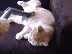 חתול מתנקה בשואב אבק (צילום: יוטיוב)