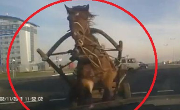 תאונה סוס ועגלה (צילום: מירור)