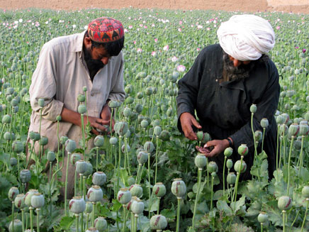 שדות האופיום באפגניסטן (צילום: רויטרס)