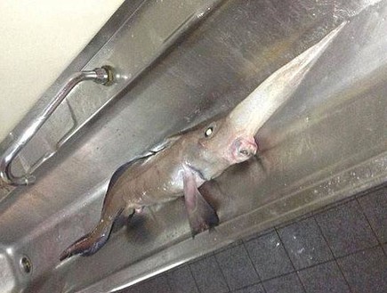 דג מסתורי (צילום: dailymail.co.uk)