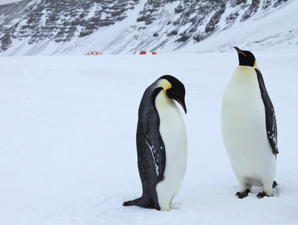 פינגווינים באנטארקטיקה, יעדים מבודדים (צילום: eliduke)