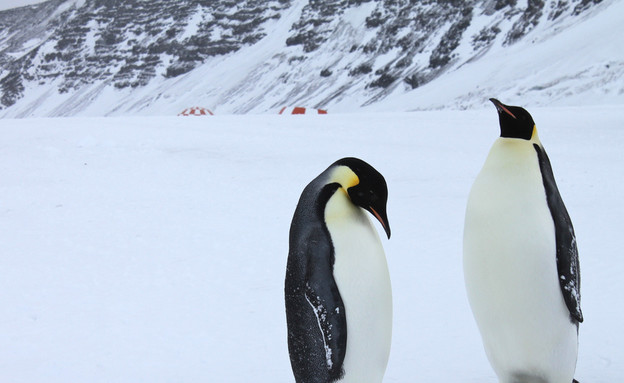 פינגווינים באנטארקטיקה, יעדים מבודדים (צילום: eliduke)