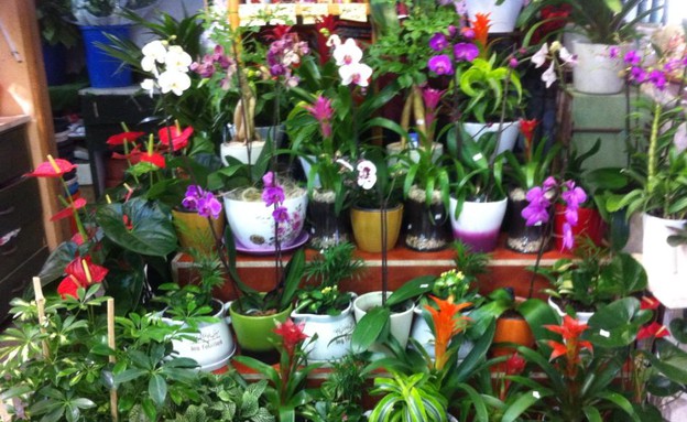 פרחי לב הגליל