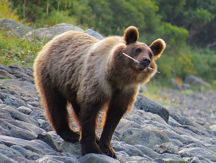 דוב חום, קמצ'טקה (צילום: אמיר גור)