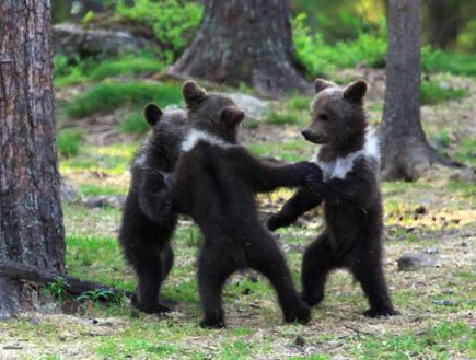 דובים רוקדים במעגל (צילום: ואלטרי מולקהיינן / solen news)