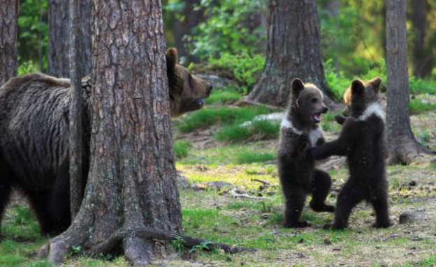 דובים רוקדים במעגל (צילום: ואלטרי מולקהיינן / solen news)