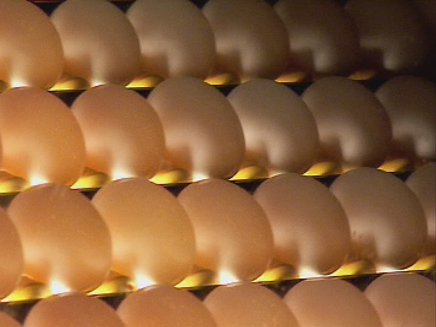 האם כדאי לקנות ביצים מעושרות? (צילום: חדשות 2)