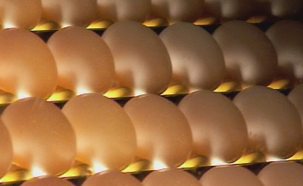 האם כדאי לקנות ביצים מעושרות? (צילום: חדשות 2)