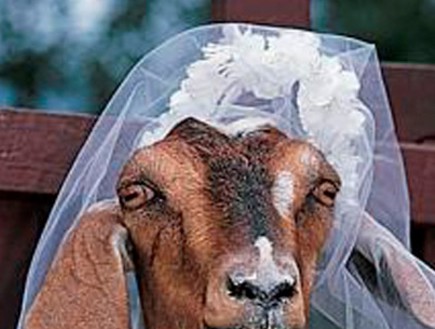 התחתנו עם חיות (צילום: oddee.com)