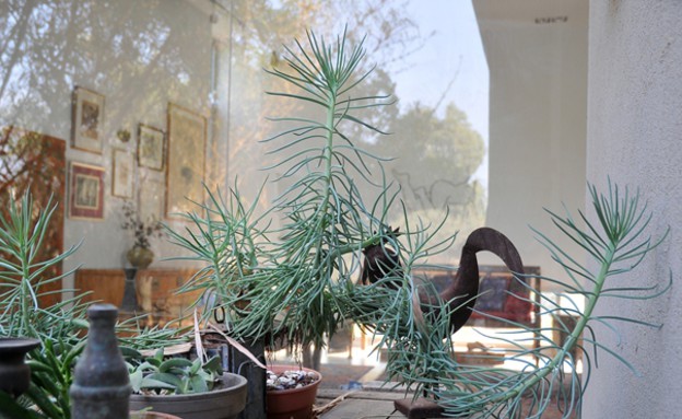 עין עירון, חצר צמחייה