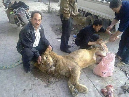 אריה מת בסוריה (צילום: טוויטר)