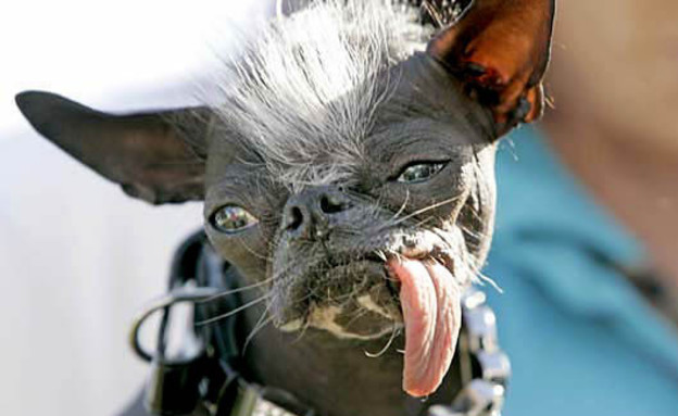 הכלב המכוער בעולם (צילום: edition.cnn)