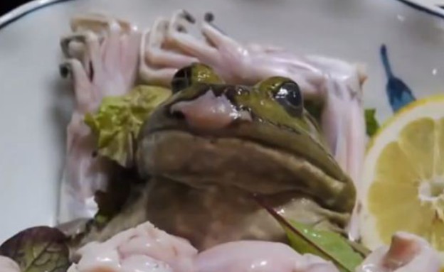 אכילת צפרדעים חיים (צילום: vitaminl.tv)