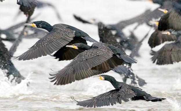 קורמורנים ממריאים, צילום אייל ברטוב, חורף של ציפורים (צילום: אייל ברטוב)