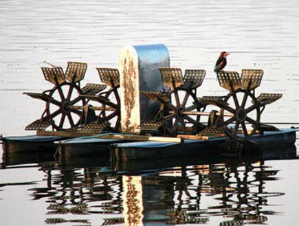שלדג לבן חזה על שבשבת חמצן, צילום אורלי גנוסר, חורף של ציפורים (צילום: אורלי גנוסר)