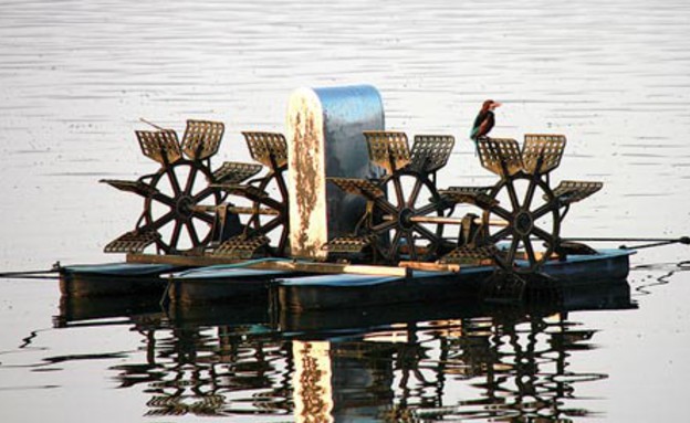 שלדג לבן חזה על שבשבת חמצן, צילום אורלי גנוסר, חורף של ציפורים (צילום: אורלי גנוסר)