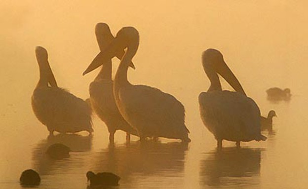 שקנאים בשקיעה, צילום אייל ברטוב, חורף של ציפורים (צילום: אייל ברטוב)