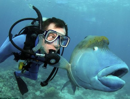 הדג שעוקב אחריו (צילום: dailymail.co.uk, noon)