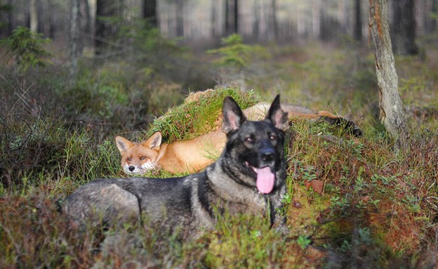 כלב ושועל (צילום: dailymail.co.uk)
