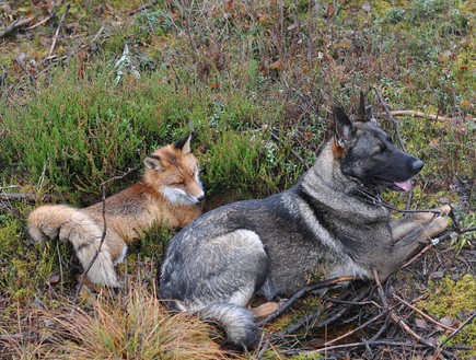 כלב ושועל (צילום: dailymail.co.uk)
