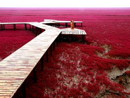 חוף אדום בסין (צילום: onebigphoto.com)
