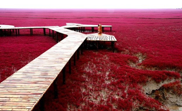 חוף אדום בסין