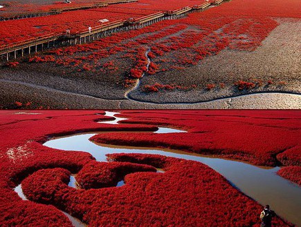 מרהיב, חוף אדום סין (צילום: curioushistory.com)
